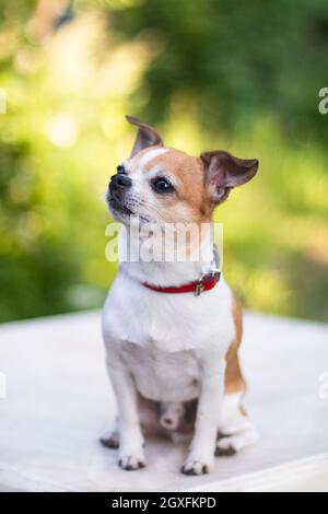 A dog chihuahua white-red color sits in the summer on a white plastic table against a backdrop of trees and grass in a blur Stock Photo