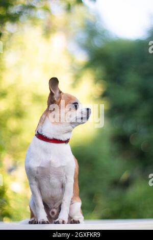 The dog Chihuahua white-red color sits in profile, on a white plastic table against a background of trees and grass, vertical photo Stock Photo