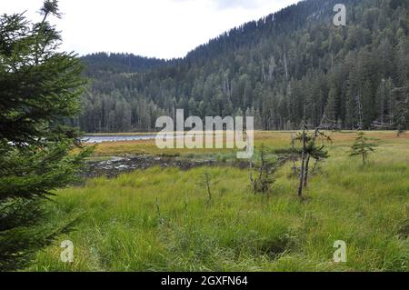 Cutout of the Großer Arbersee with quagmire in the Bavarian Forest Stock Photo