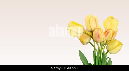 yellow tulips on white background, festive background, copy space Stock Photo