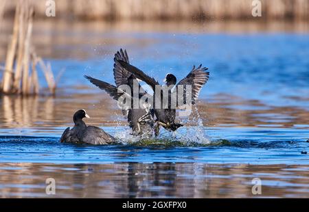 Group of coots fighting in water in Southern Finland over territory or mating companion on sunny evening in April 2021. Stock Photo