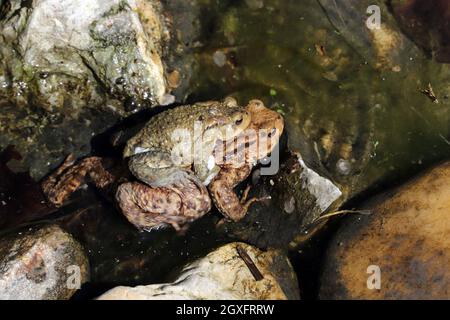 Erdkröten (Bufo bufo) bei der Paarung im Gartenteich, das kleinere