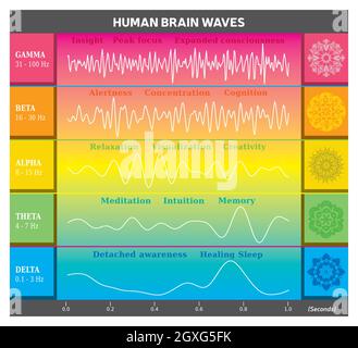 Human Brain Waves Diagram in Rainbow Colors with Explanations - Alpha ...