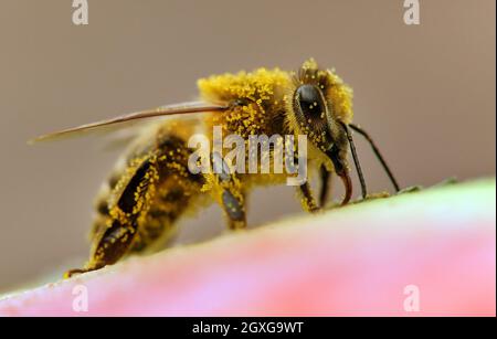 detail of bee or honeybee in Latin Apis Mellifera, european or western honey bee Stock Photo
