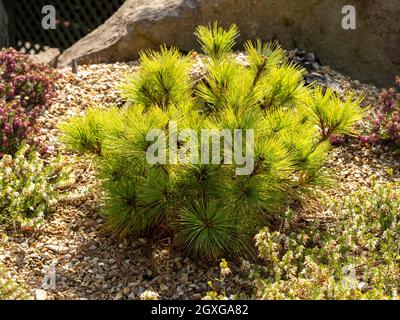 Young dwarf pine tree Pinus strobus Radiata growing in a rock garden Stock Photo
