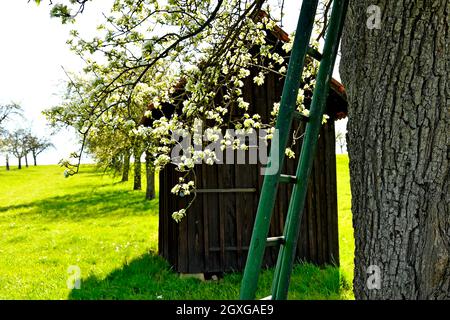 apple blossom with old barn and ladder spring in Germany Stock Photo