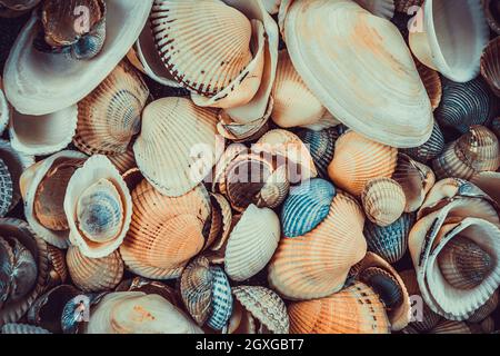 variety of sea shells from beach Stock Photo
