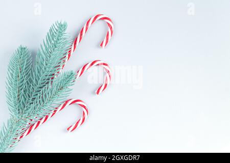 Christmas background with tree branch and traditional candycanes top view Stock Photo