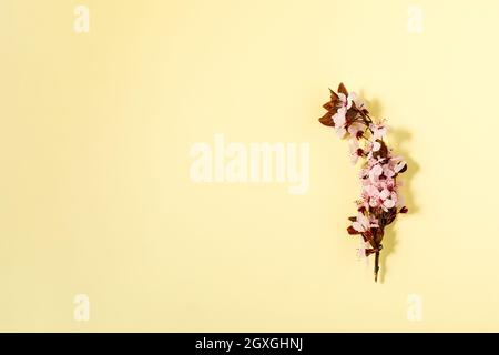 Creative flat lay flowers composition. Light pink flowers on pastel yellow background. Wedding. Birthday. Valentines Day. Mother's day. Flat lay, top Stock Photo