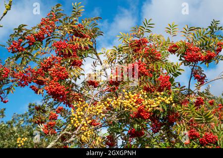 Red rowan berries growing on tree, Sorbus aucuparia, with white rowan berries in front. Stock Photo