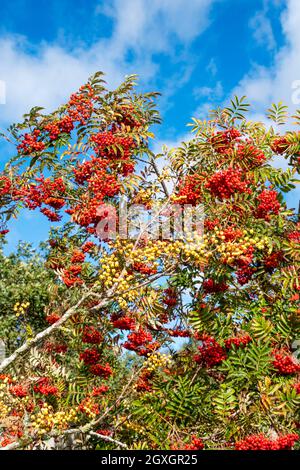 Red rowan berries growing on tree, Sorbus aucuparia, with white rowan berries in front. Stock Photo