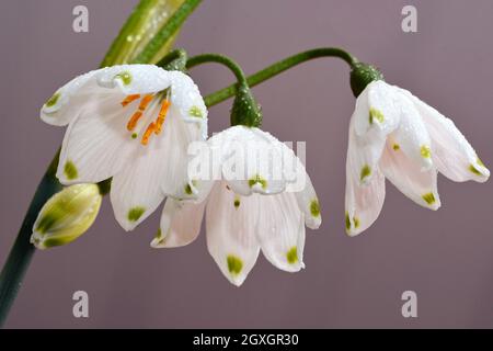 Beautiful white snowdrop flowers covered in raindrops Stock Photo