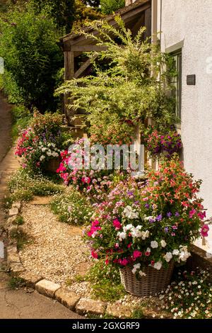 UK, England, Oxfordshire, Banbury, North Newington, colourfully planted floral tubs outside Cornerways Cottage Stock Photo