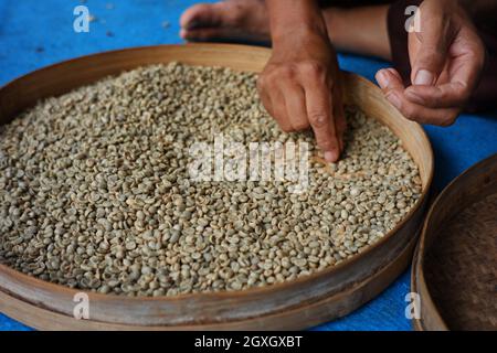 Farmer's hand selects coffee beans that are ready to be sold. the process of separating coffee from dirt and rotten coffee beans. home industry of mak Stock Photo