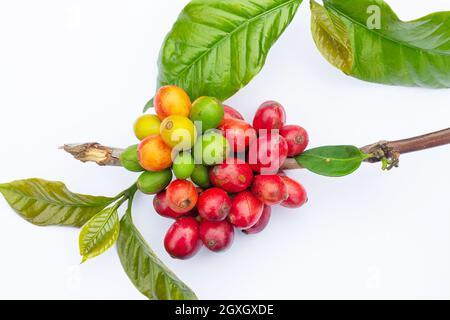 laos coffee,pakxong coffee fruits farming in asia, coffee laos on white background Stock Photo