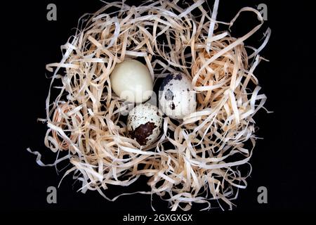 Quail eggs in artificial nest on black background. Stock Photo
