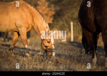 Horse on pasture in warm evening light (color toned image; shallow DOF) Stock Photo