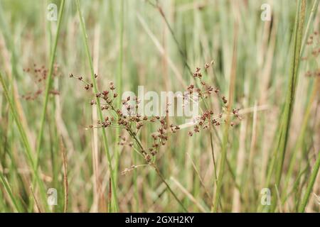 The meadow grass tall fescue (Festuca partensis) in spring. The beautiful wallpaper of Red fescue (Festuca rubra) Stock Photo