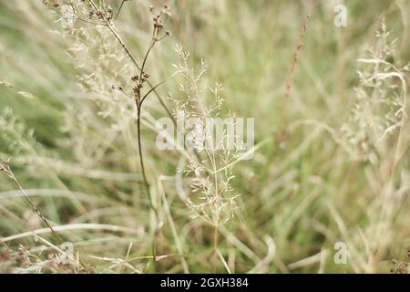 The meadow grass tall fescue (Festuca partensis) in spring. The beautiful wallpaper of Red fescue (Festuca rubra) Stock Photo