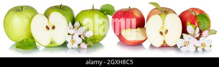 Apples fruits red green apple fruit collection with leaves and blossoms in a row isolated on a white background food Stock Photo