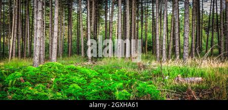 Ferns in the forest. Panoramic landscape view. Stock Photo