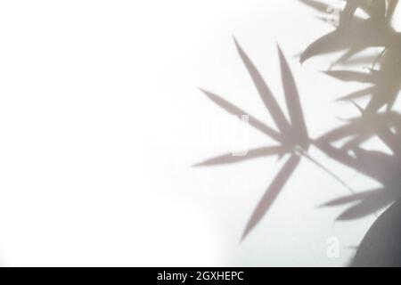 Natural bamboo shadow on white cloth background. Leaf silhouette Stock Photo