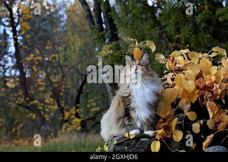 A beautiful norwegian forest cat female sitting on a stone outdoors in autumnal light Stock Photo