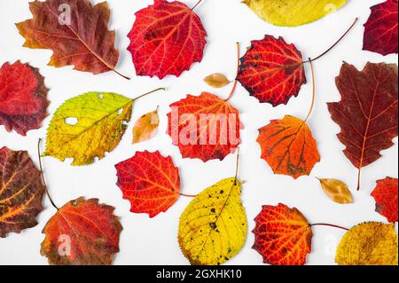 Seasonal variation of tree leaf (aspen, oak, beech) in nice warm autumn color on white background, closeup. Can be used as wallpaper, wrapping paper o Stock Photo