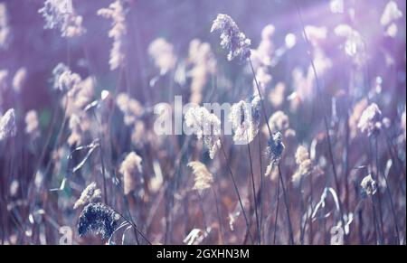 landscape with dry reeds on the river bank Stock Photo