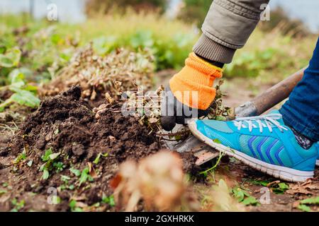 Farmer picking peanuts digging with shovel in fall. Gardener pulling bunch. Autumn harvesting. Organic farming and gardening. Stock Photo