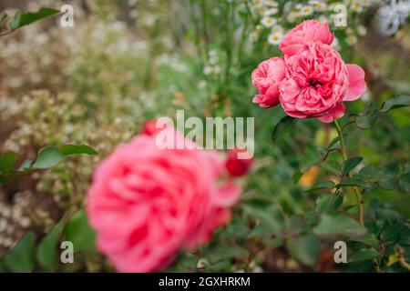 Leonardo da Vinci hot pink rose blooming in summer garden. Meilland selection roses flowers Stock Photo