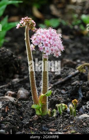 Darmera peltata, Indian rhubarb, umbrella plant, giant cup, Clusters of pale pink flowers on tall stems. Also known as Peltiphyllum peltatum. Spring. Stock Photo