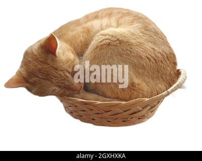 Ginger cat sleeping in basket with white background Stock Photo