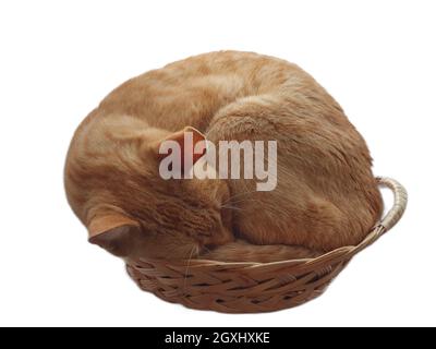 Ginger cat sleeping in basket Stock Photo