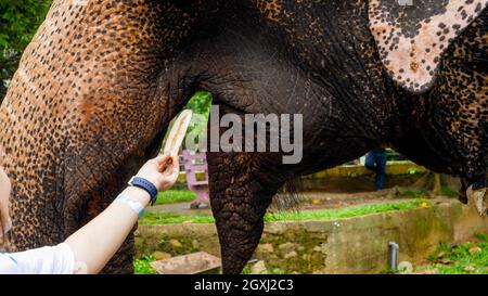 Female hand feeding adult indian elephant with fruits Stock Photo