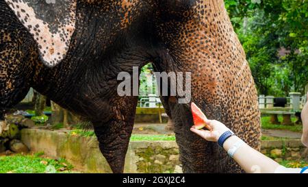 Closeup photo of elephant eating fruits from female tourist hand in zoo Stock Photo