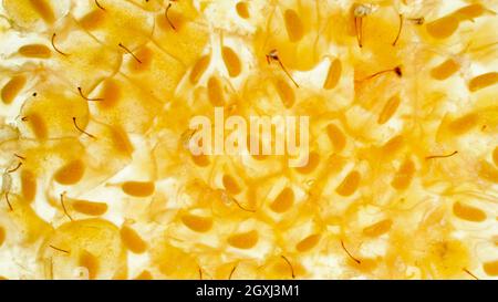 Macro photo of juice, seed and pulp of crushed yellow strawberry. Abstract background of berries and fruits. Stock Photo