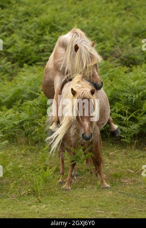 Wild welsh ponies pony Carneddau Snowdonia Wales Europe Stock Photo