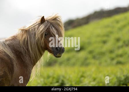Wild welsh ponies pony Carneddau Snowdonia Wales Europe Stock Photo