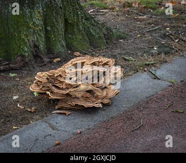 Meripilus giganteus, a polypore fungus growing on the edge of a cycling path in The Netherlands Stock Photo