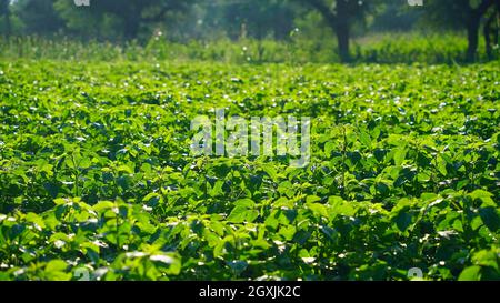 Morning time, Close up shot of cluster bean green field. Countryside field landscape photos. Stock Photo