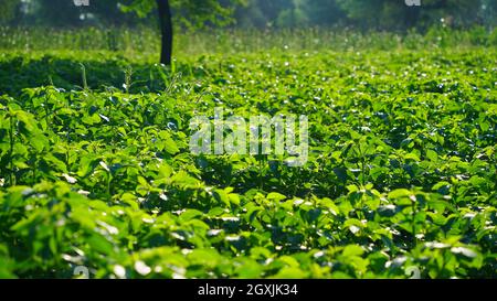 Guar or cluster bean field. Strong sunlight falls on guar or cluster bean plants. Stock Photo