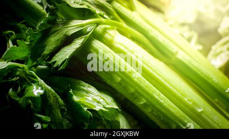 Closeup photo of sun shining on fresh wet celery leaves. Background for healthy food and GMO free products.Diet nutrition and fresh vegetables. Vegan Stock Photo