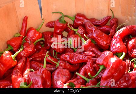 A basket of red chile peppers at the annual Harvest Festival at El Rancho de Las Golondrinas living history complex in New Mexico. Stock Photo