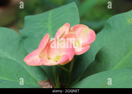 Beautiful pink Euphorbia flowers blooming. Stock Photo