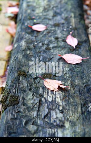 dry fallen leaves lying on old wooden pathway Stock Photo