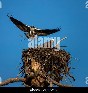 Male osprey bringing nesting material to the nest as the female sits in the nest.  Photographed at McArthur Burney Falls State Park in California. Stock Photo