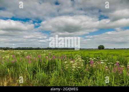 Landscape along a stream in Drenthe with flowering plants such as Common Hogweed, Heracleum sphondylium, and Fireweed, Chamerion angustifolium against Stock Photo