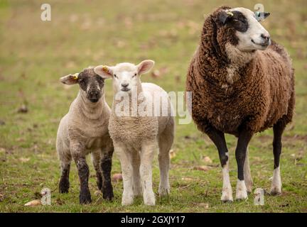 Zwartbles cross breed ewe or female sheep with two well grown lambs in Springtime.  Facing forward.  Close up.  Horizontal. Space for copy.