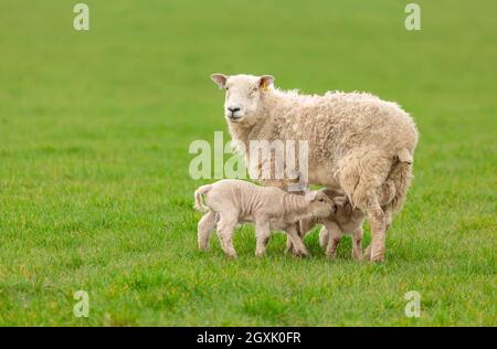 Ewe or female sheep in lush green field with two newborn, twin lambs suckling milk.  Springtime.  Clean background.  Horizontal.  Space for copy.  Yor Stock Photo